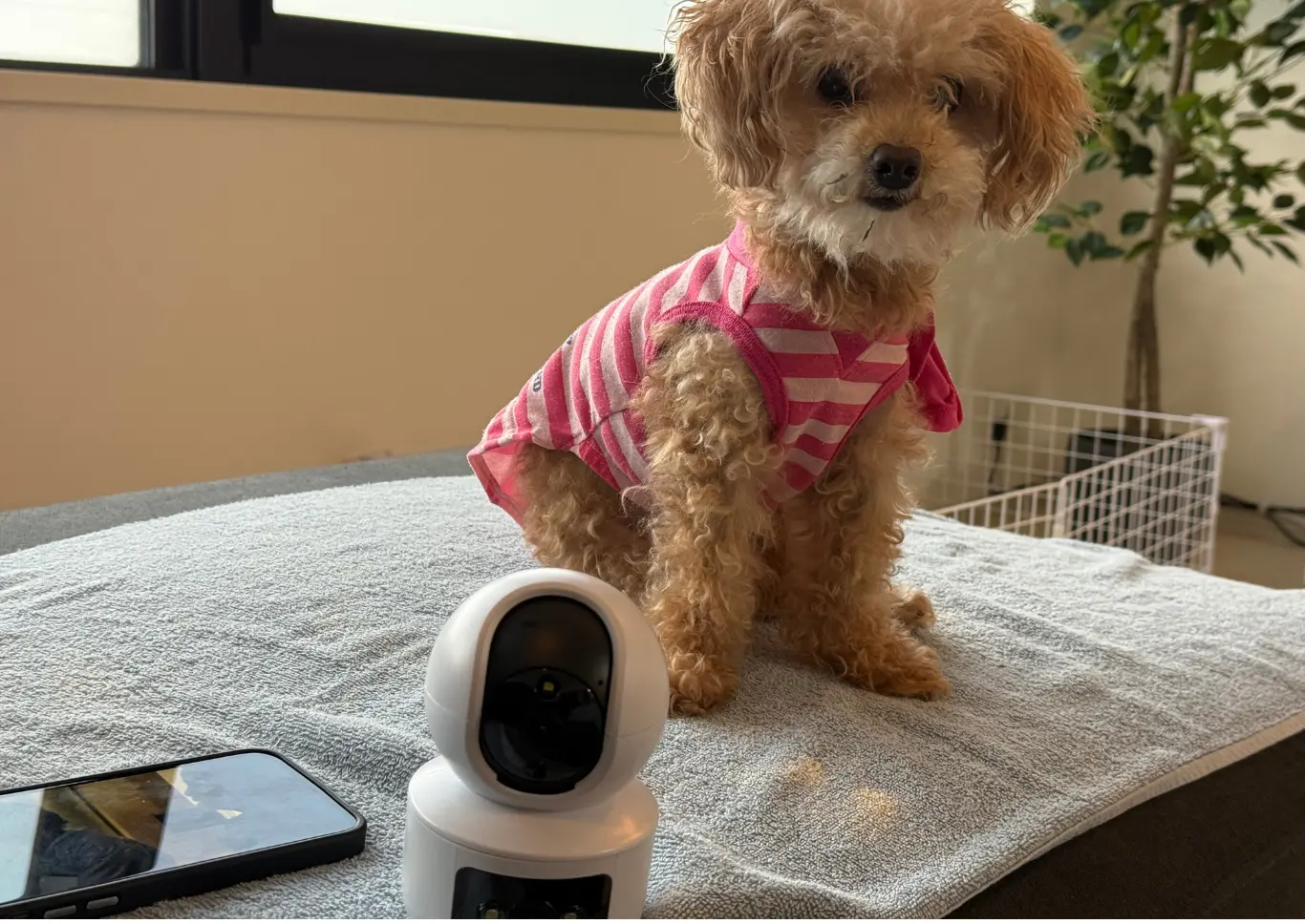 犬とAI見守りカメラ