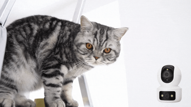 猫をAI見守りカメラで撮影した動画