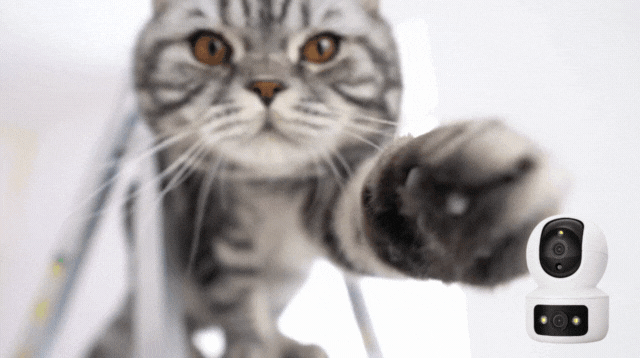 猫が撮影されたイメージ動画